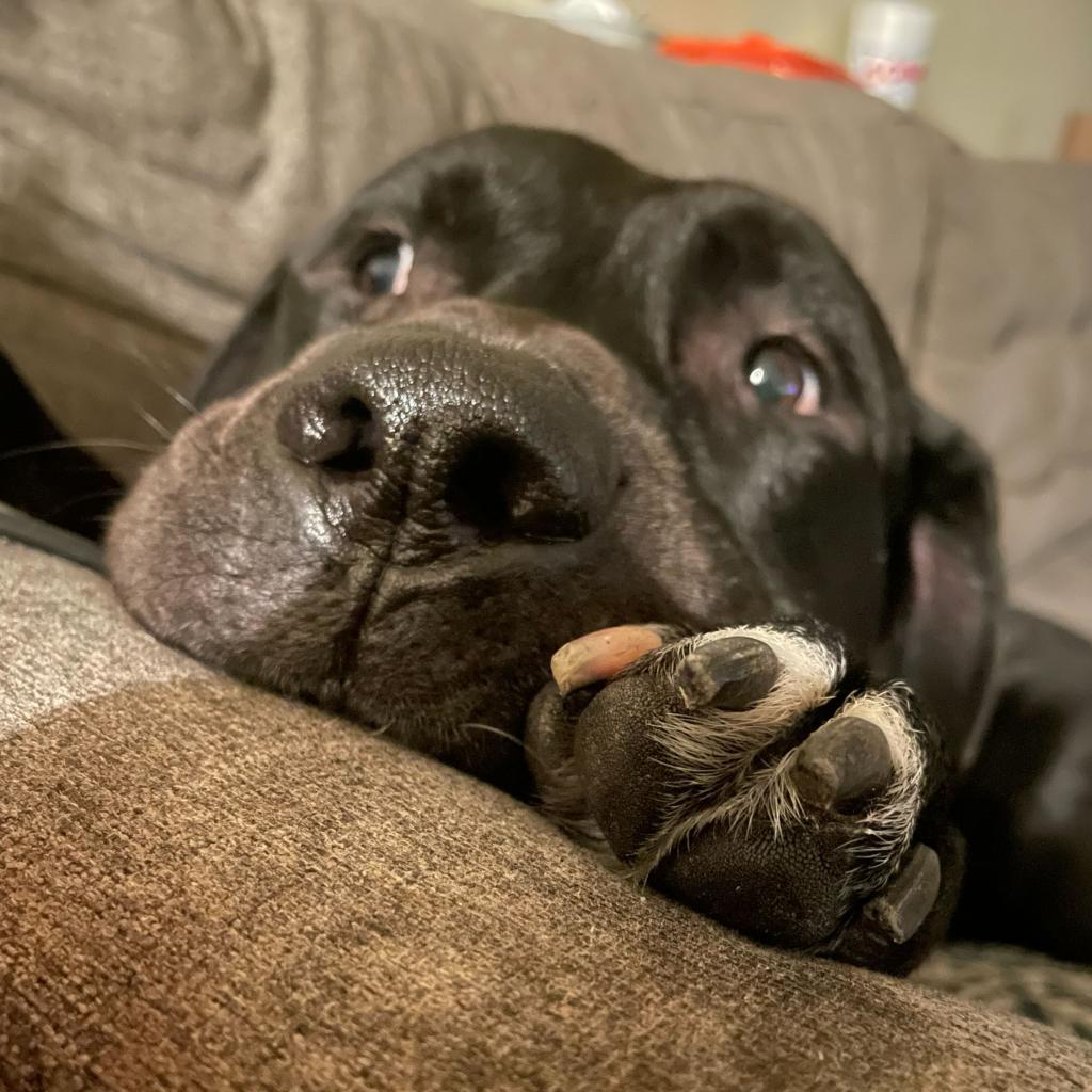 Enlarge Baloo, a Adoptable mixed breed in Valdosta , GA image 4/6