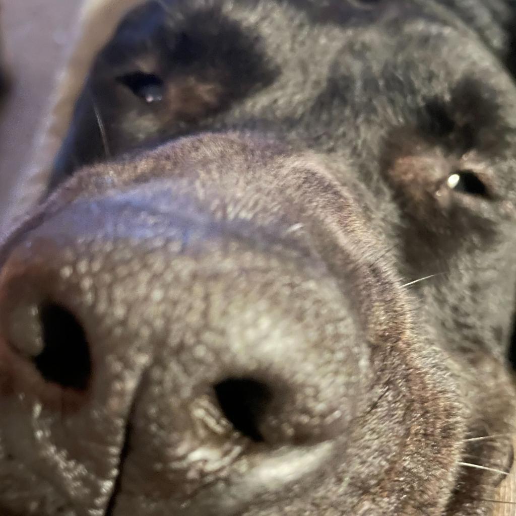 Enlarge Baloo, a Adoptable mixed breed in Valdosta , GA image 5/6