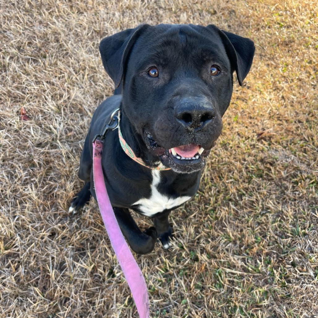Enlarge Baloo, a Adoptable mixed breed in Valdosta , GA image 6/6