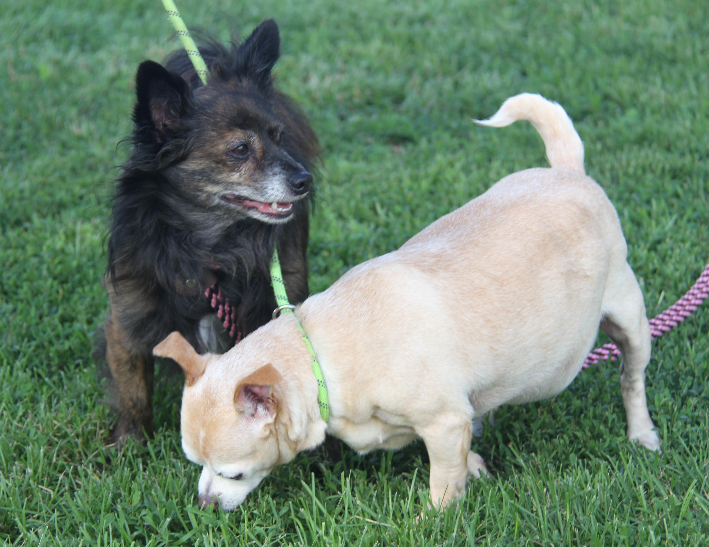 Dog for adoption Baked Potato Pepsi (Spayed/Neutered) (Bonded Pair Dog for adoption Baked Potato Pepsi (Spayed/Neutered) (Bonded Pair