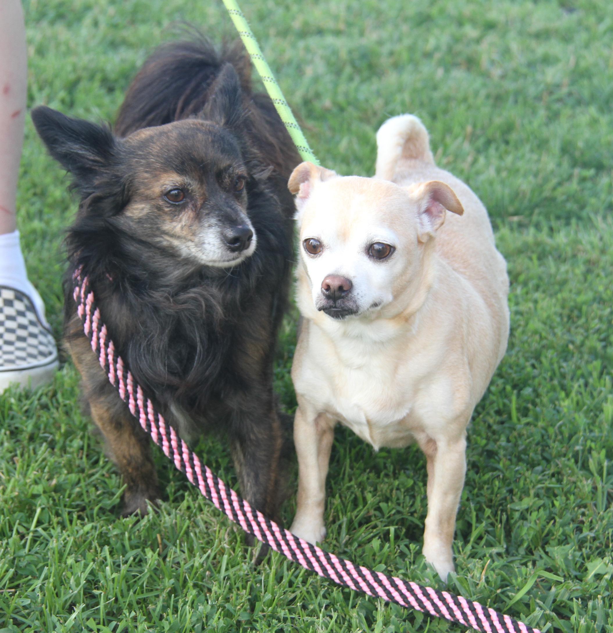 Dog for adoption Baked Potato Pepsi (Spayed/Neutered) (Bonded Pair Dog for adoption Baked Potato Pepsi (Spayed/Neutered) (Bonded Pair