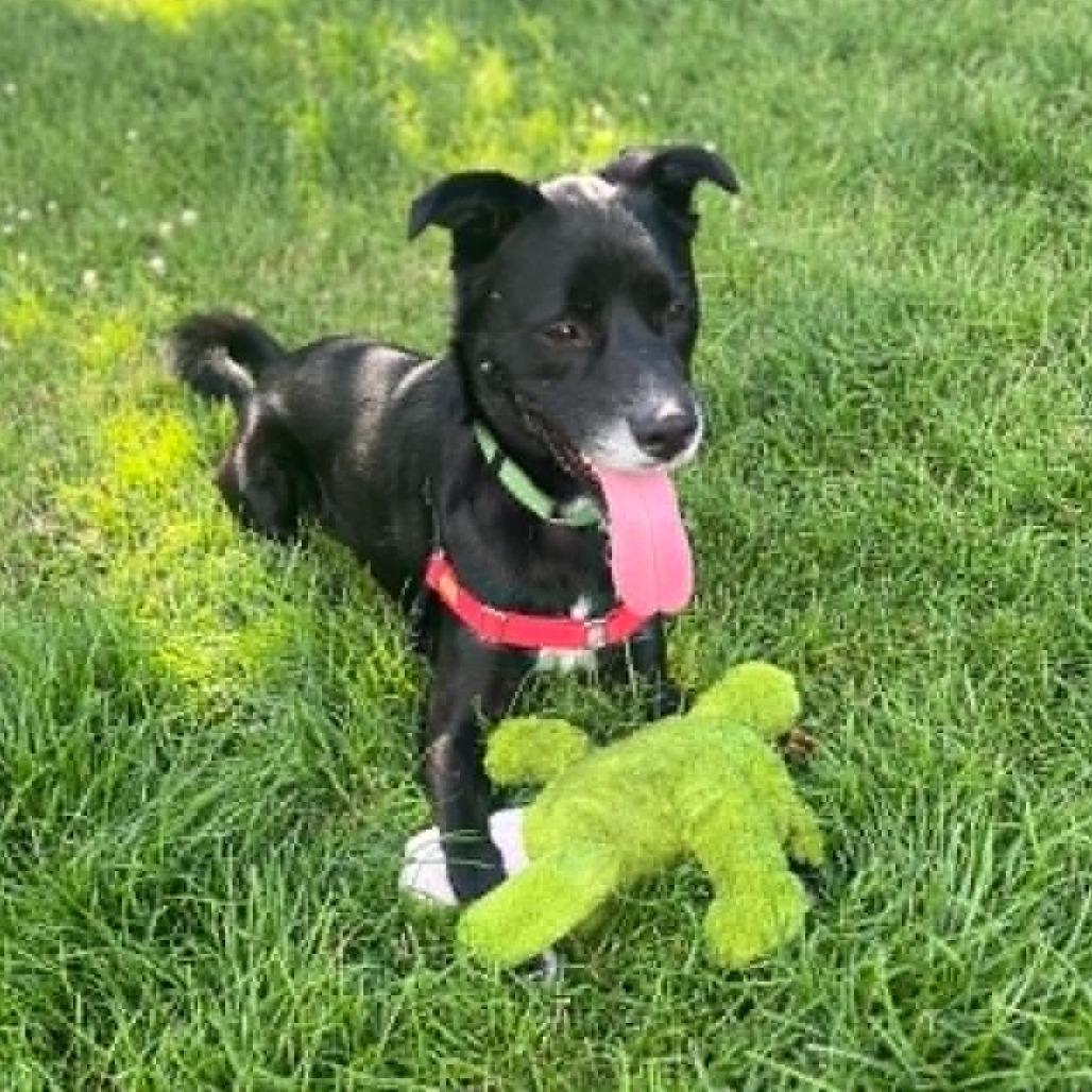 Prince - End of July Adoption Special!, a Adoptable mixed breed in Bend, OR image 2/6