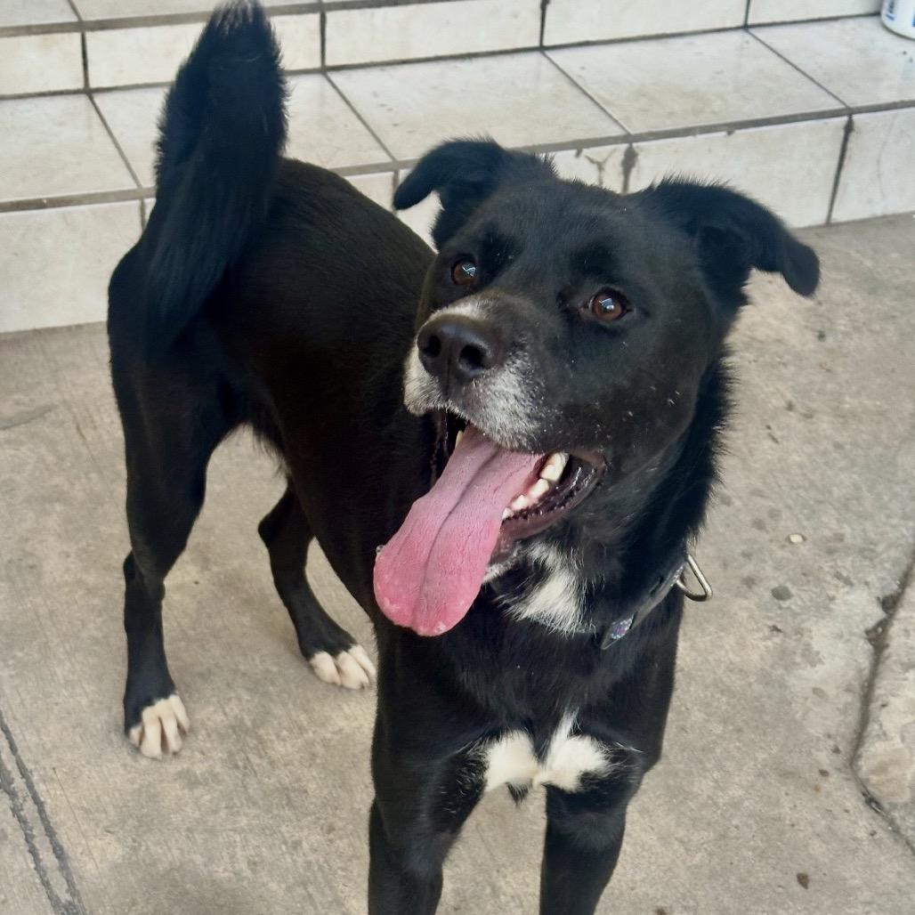 Prince - End of July Adoption Special!, a Adoptable mixed breed in Bend, OR image 4/6
