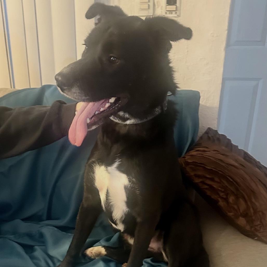 Prince - End of July Adoption Special!, a Adoptable mixed breed in Bend, OR image 5/6