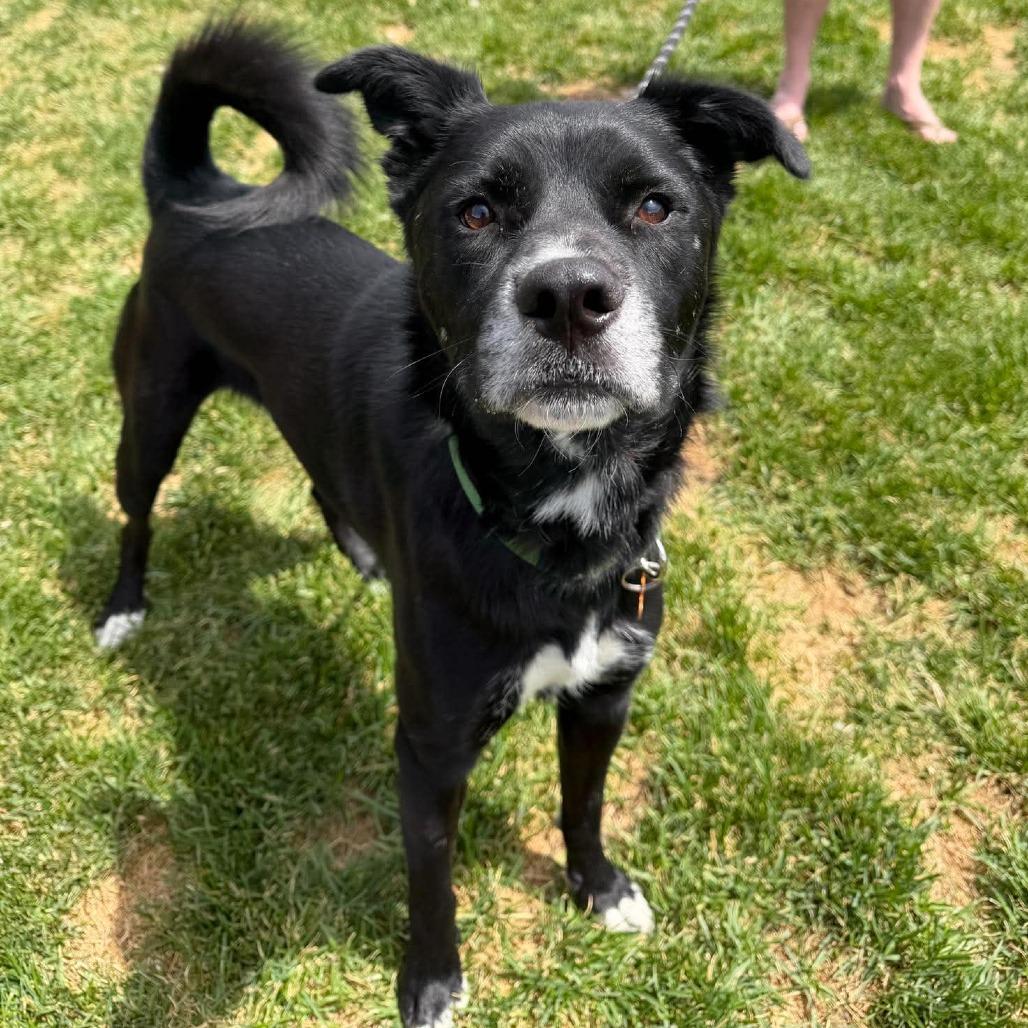 Prince - End of July Adoption Special!, a Adoptable mixed breed in Bend, OR image 6/6