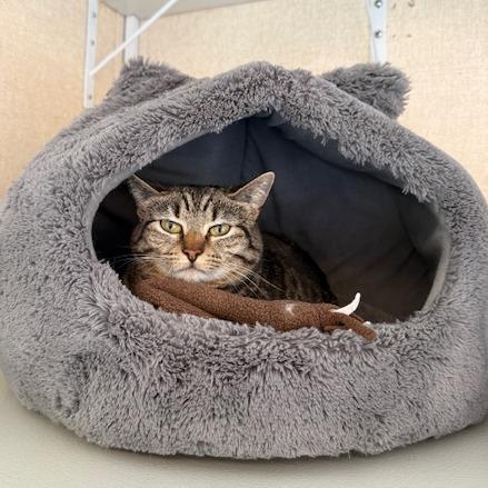 Miriel, Adoptable, Adult Female Domestic Short Hair.