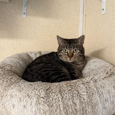 Miriel, Adoptable, Adult Female Domestic Short Hair.
