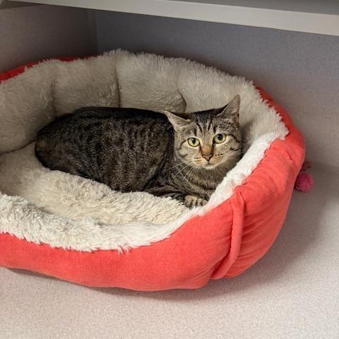 Enlarge Miriel, a Adoptable Domestic Short Hair in Washougal, WA image 1/1