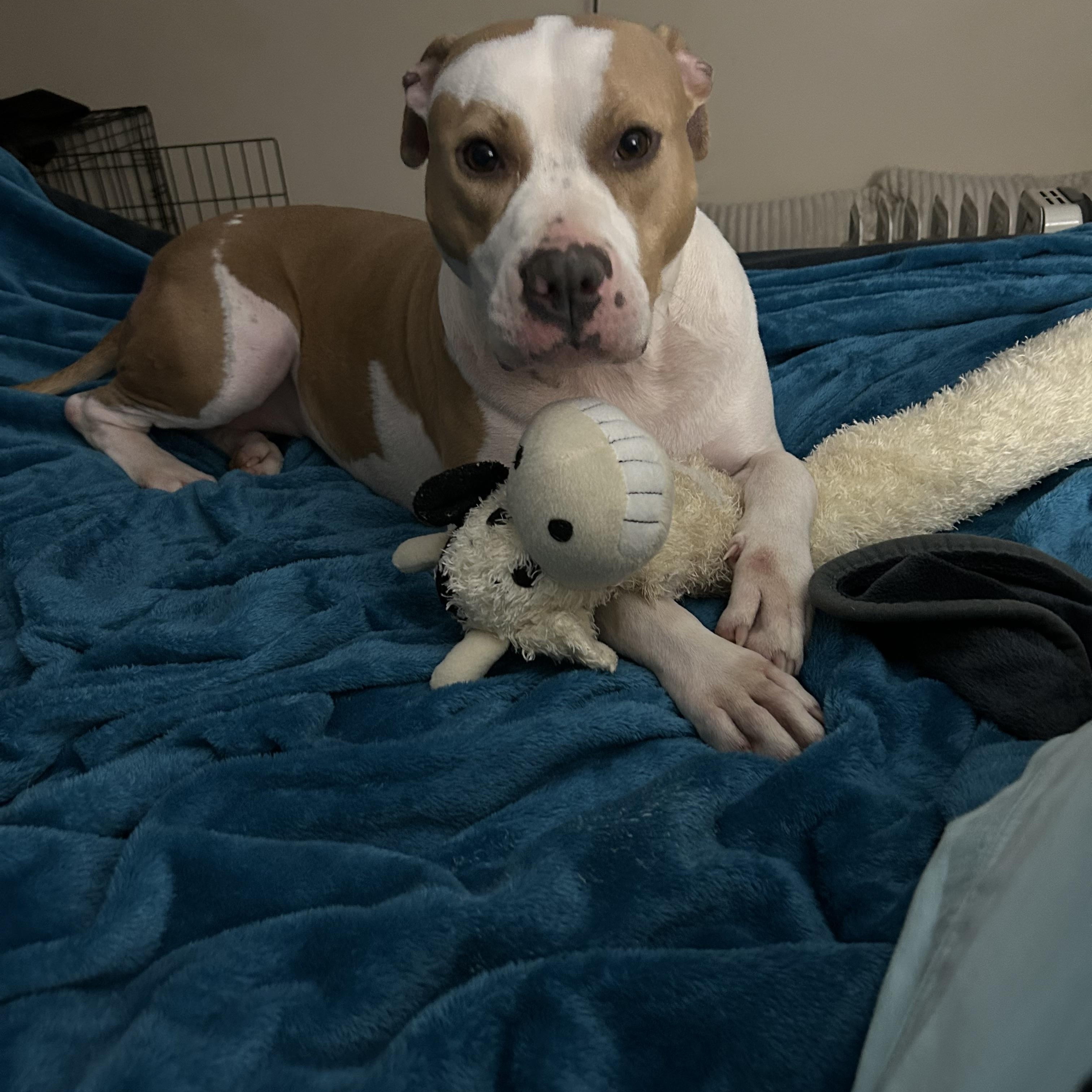 Enlarge Bindi, a ADOPTABLE Pit Bull Terrier in Huntersville , NC image 3/6