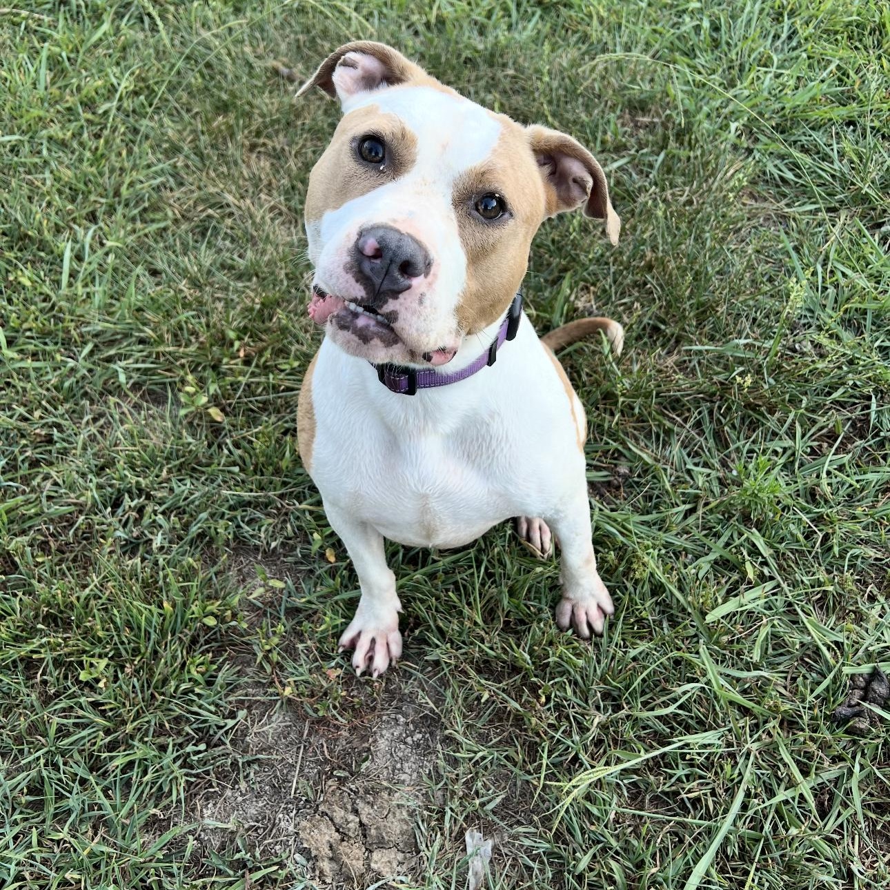 Enlarge Bindi, a ADOPTABLE Pit Bull Terrier in Huntersville , NC image 5/6