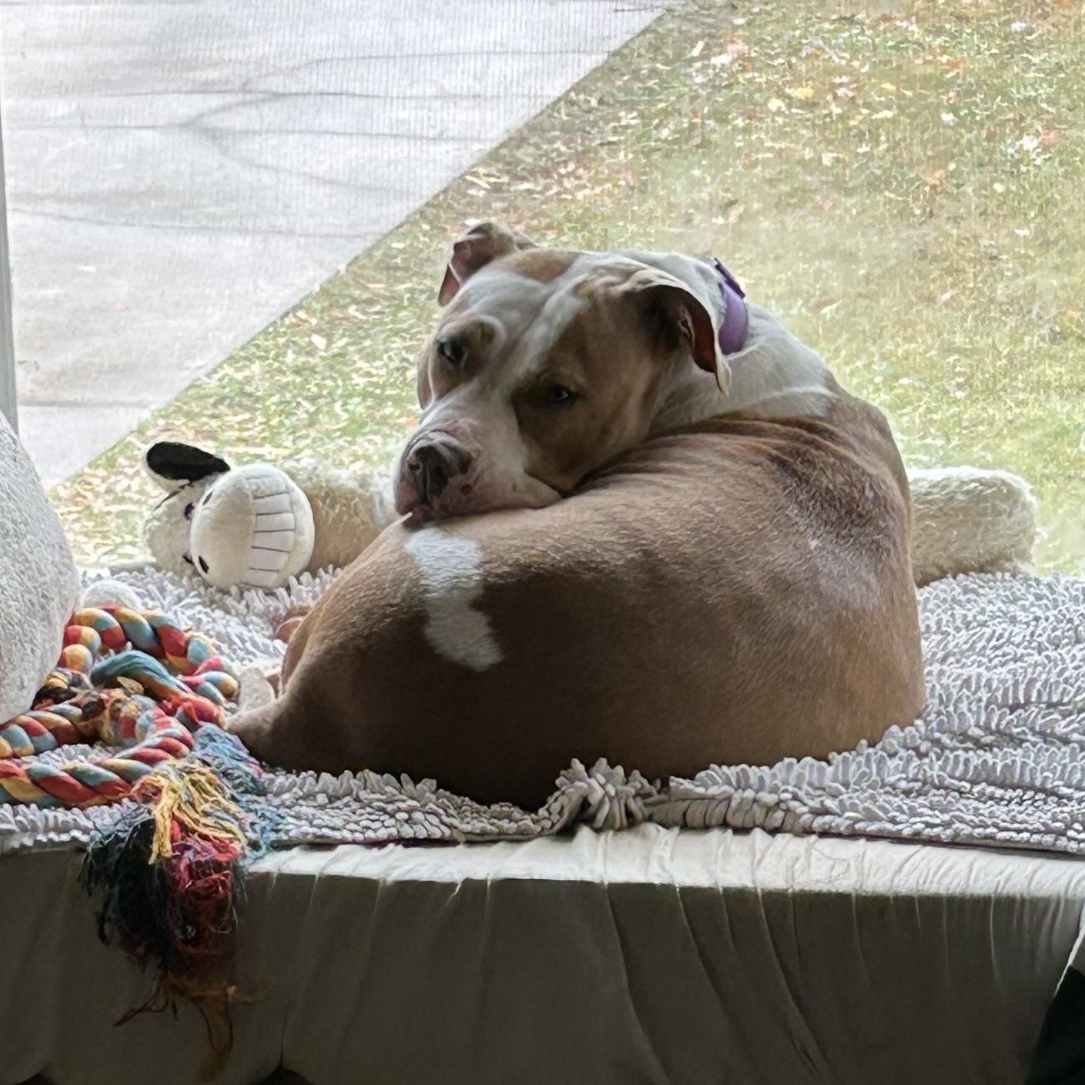 Enlarge Bindi, a ADOPTABLE Pit Bull Terrier in Huntersville , NC image 6/6