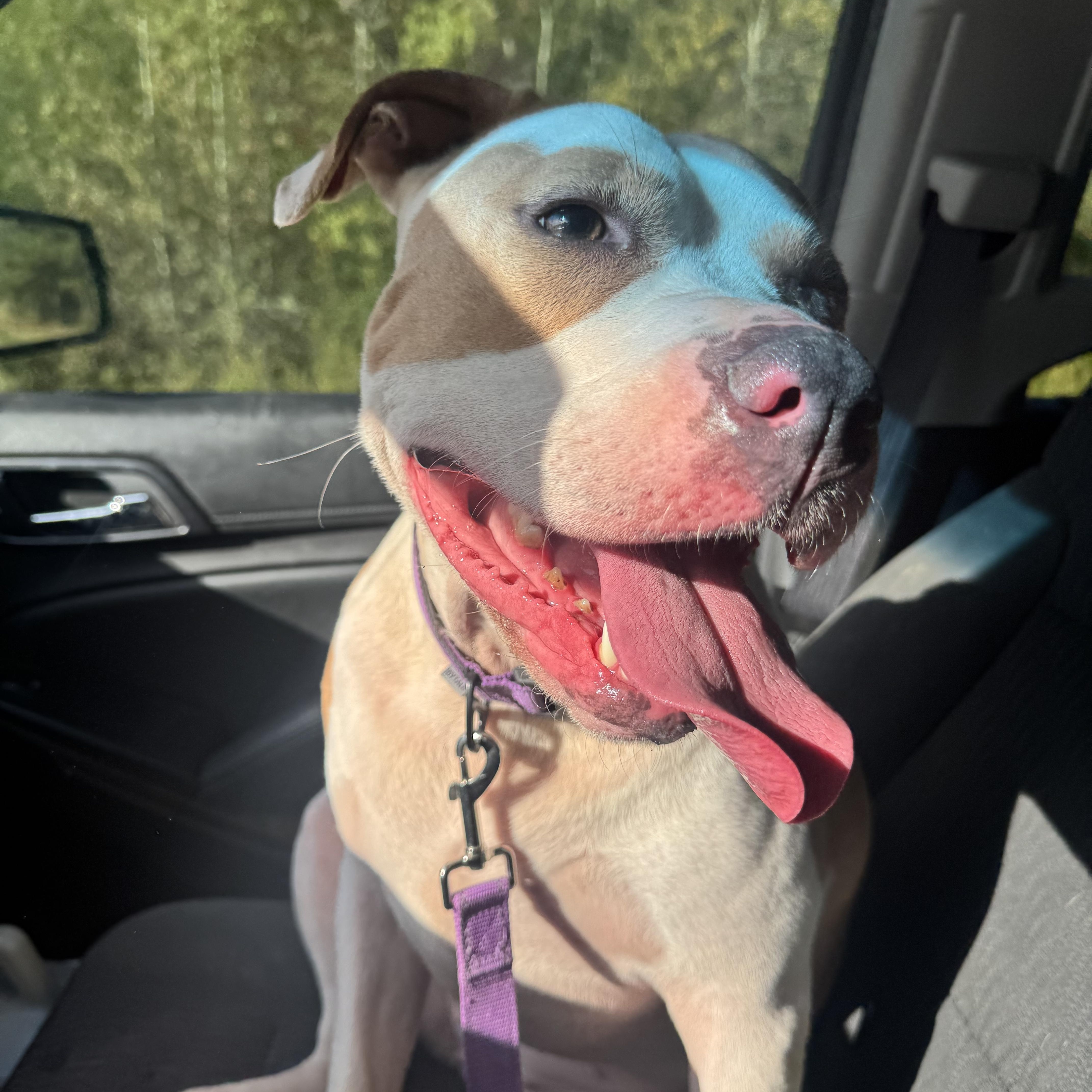 Enlarge Bindi, a ADOPTABLE Pit Bull Terrier in Huntersville , NC image 4/6