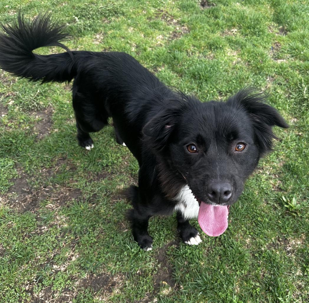 Enlarge Coda, an adopted mixed breed in Geneva, IL image 4/4