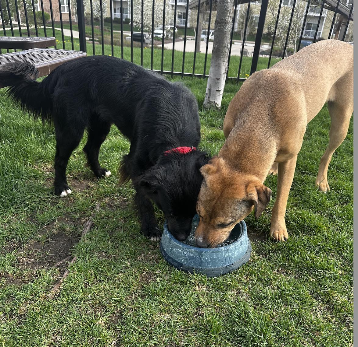 Enlarge Coda, an adopted mixed breed in Geneva, IL image 3/4