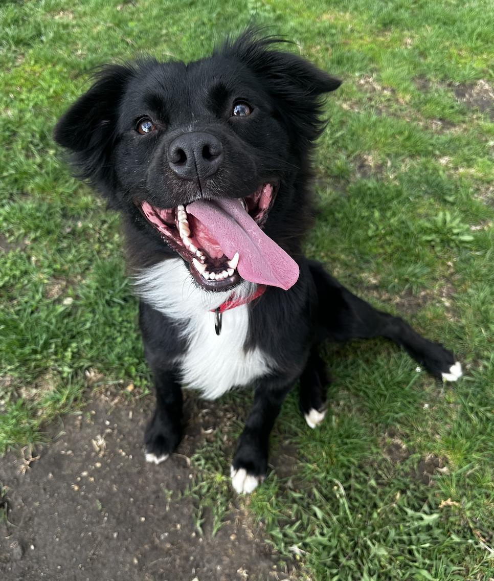 Enlarge Coda, an adopted mixed breed in Geneva, IL image 2/4