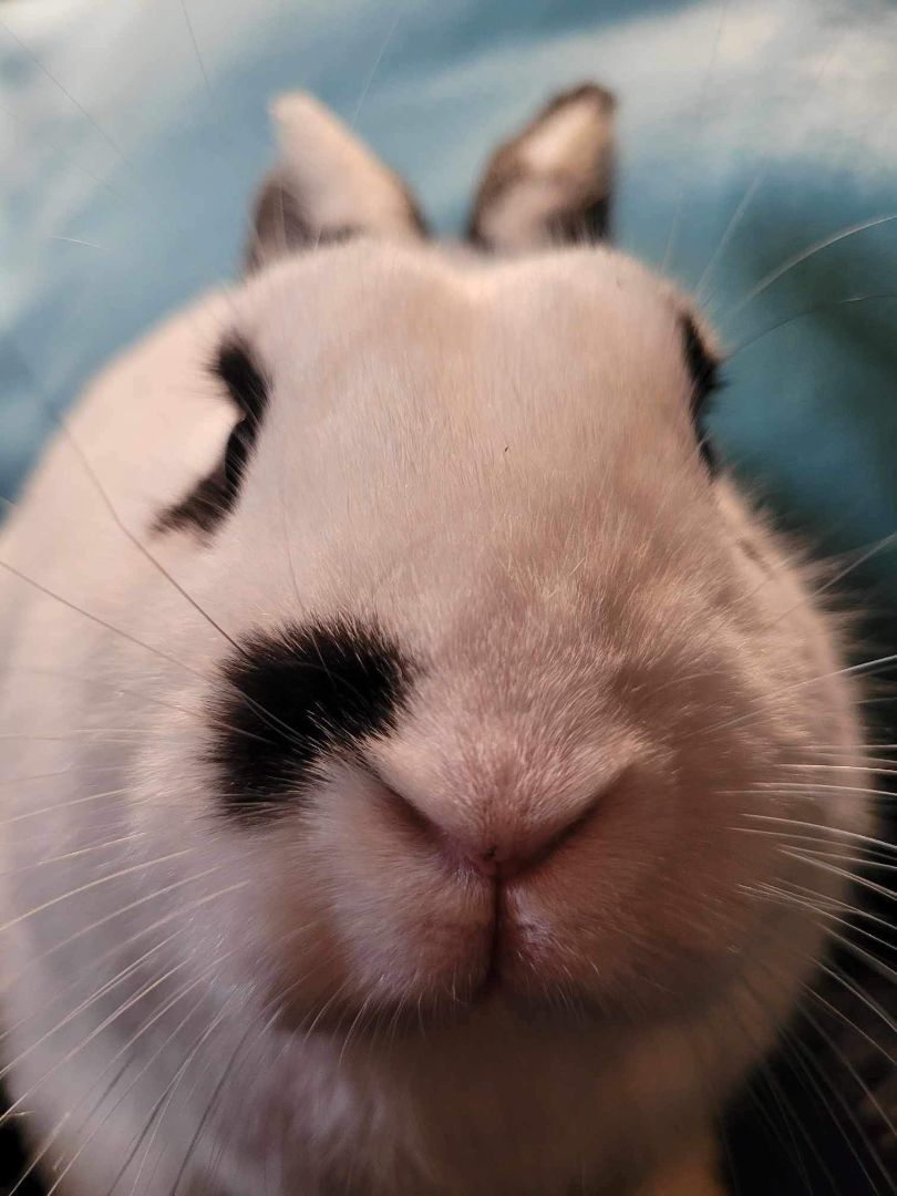 Nebula, Adopted, Young Female Dwarf & Polish.