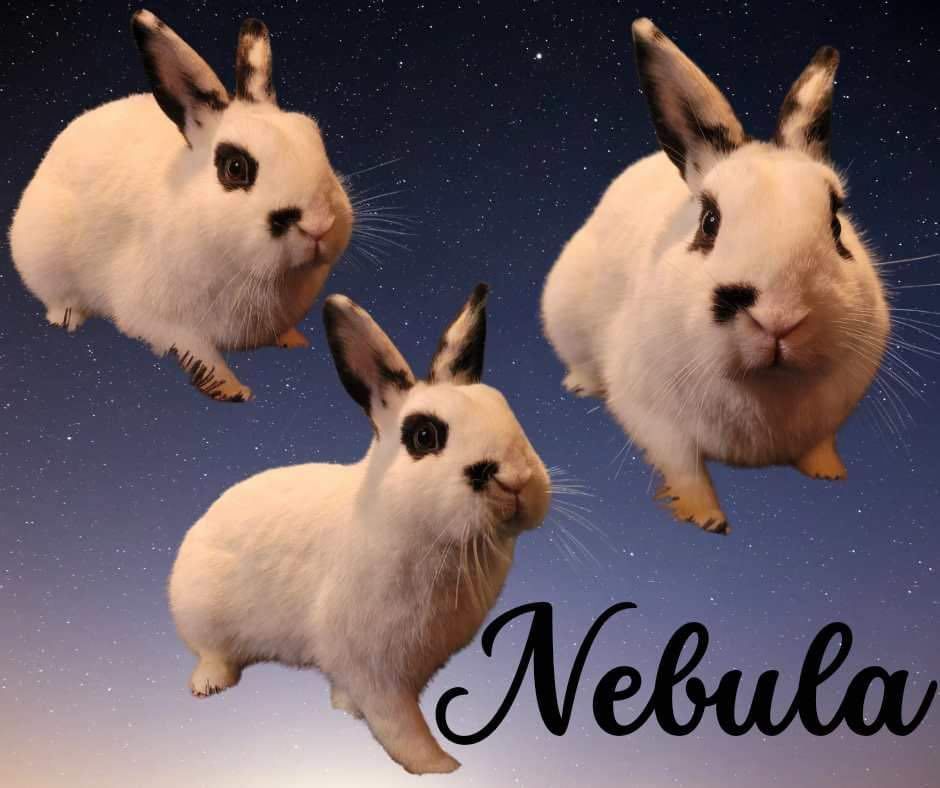 Nebula, a Adopted mixed breed in Wichita, KS image 2/5
