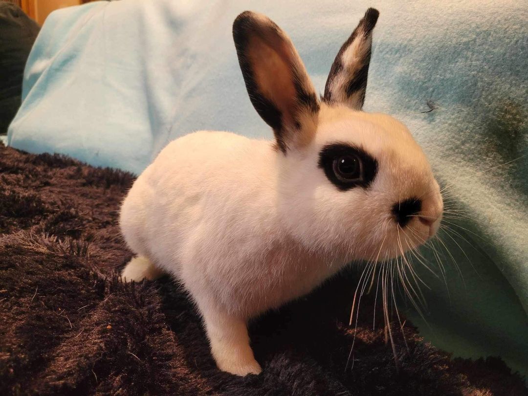 Nebula, a Adopted mixed breed in Wichita, KS image 3/5