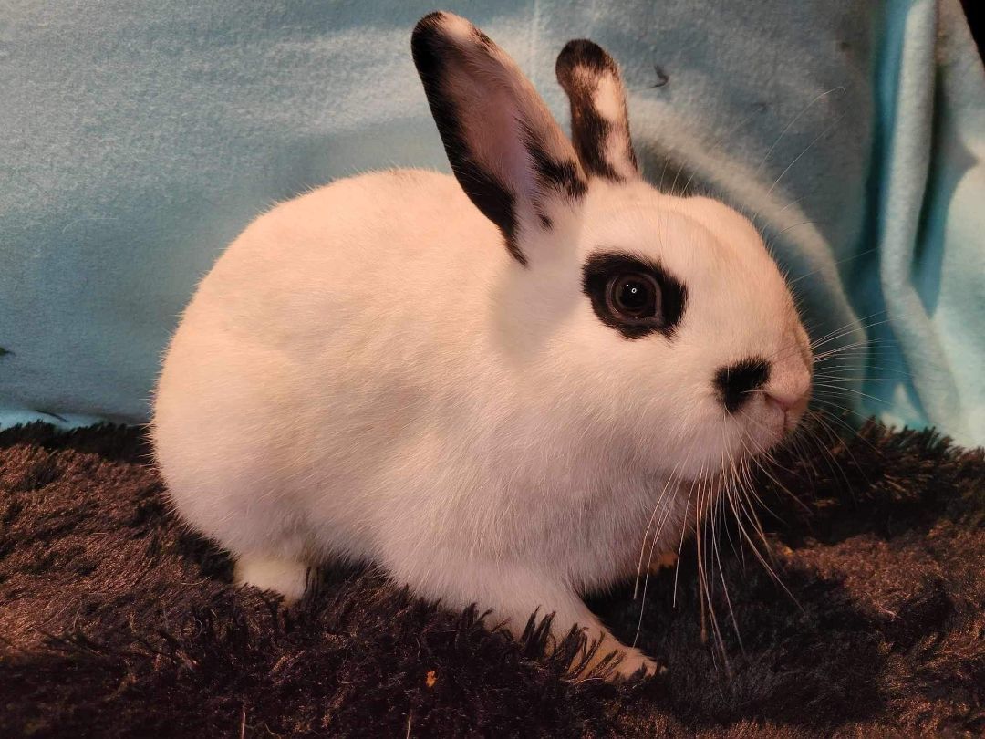 Nebula, Adopted, Young Female Dwarf & Polish.