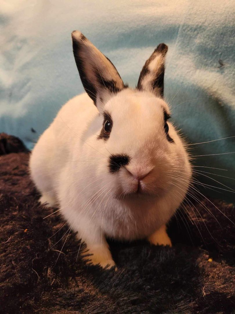 Nebula, a Adopted mixed breed in Wichita, KS image 5/5