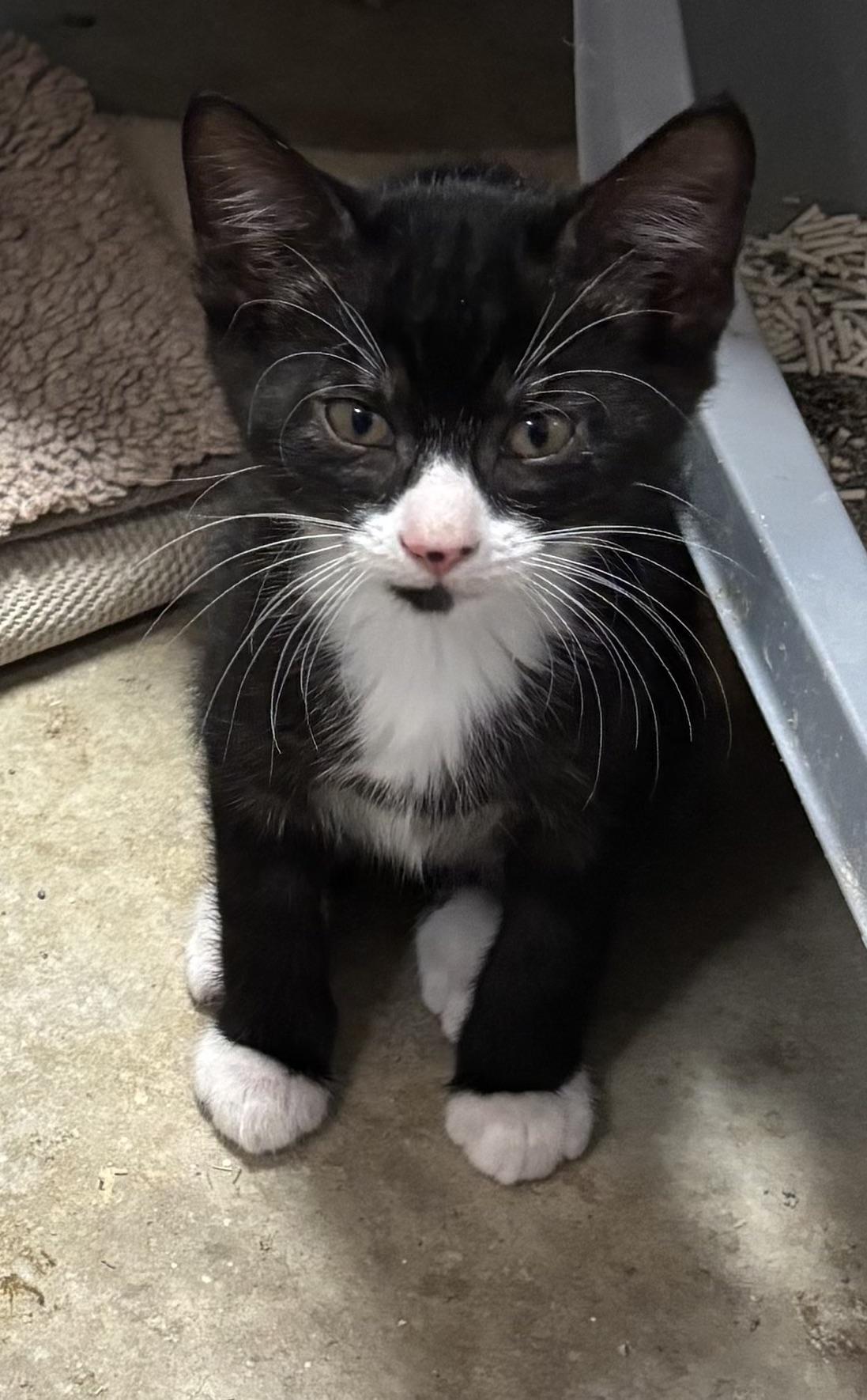 Bruno & Luke, Adoptable, Kitten Male Domestic Short Hair.