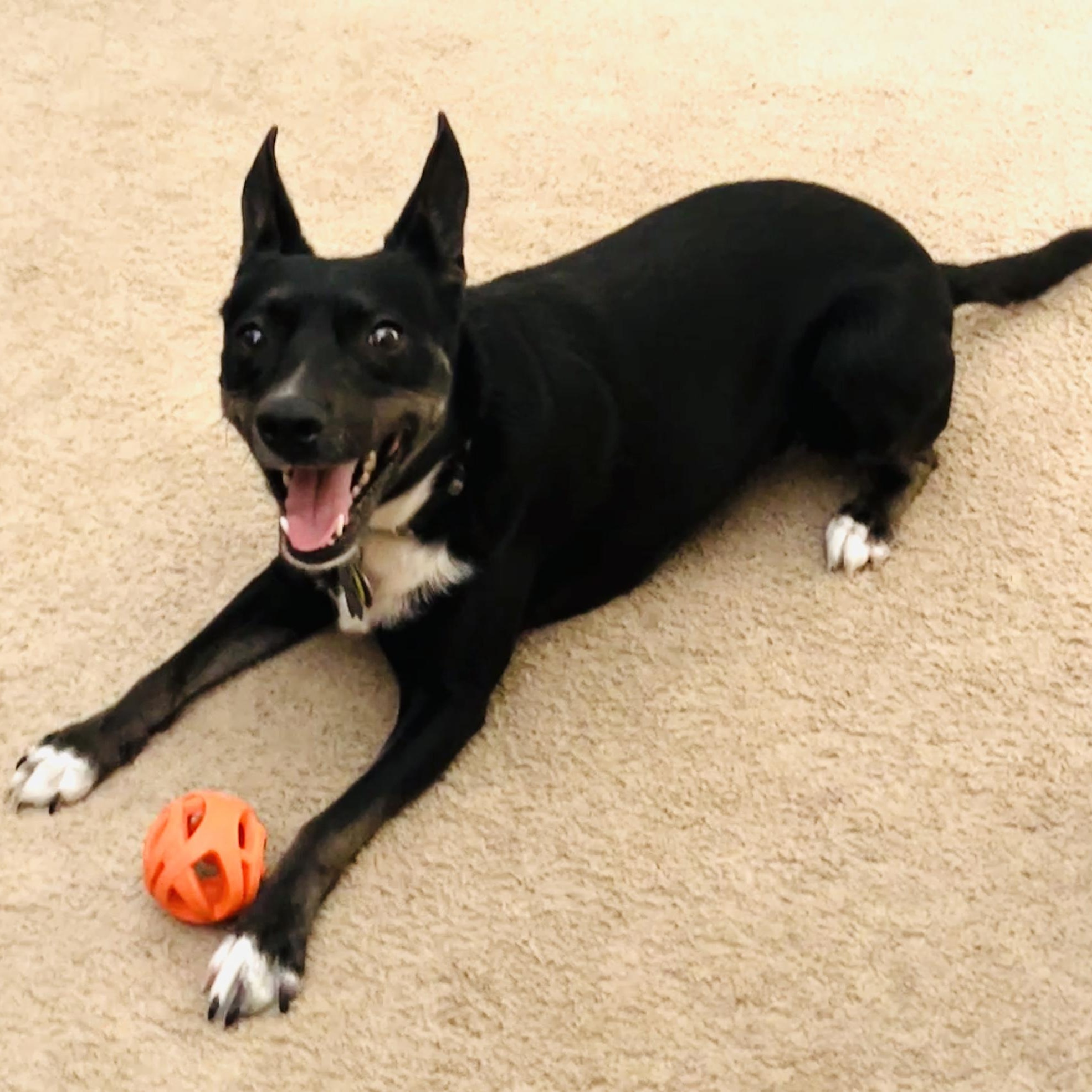 Stella, Adopted, Adult Female Basenji & Mixed Breed.
