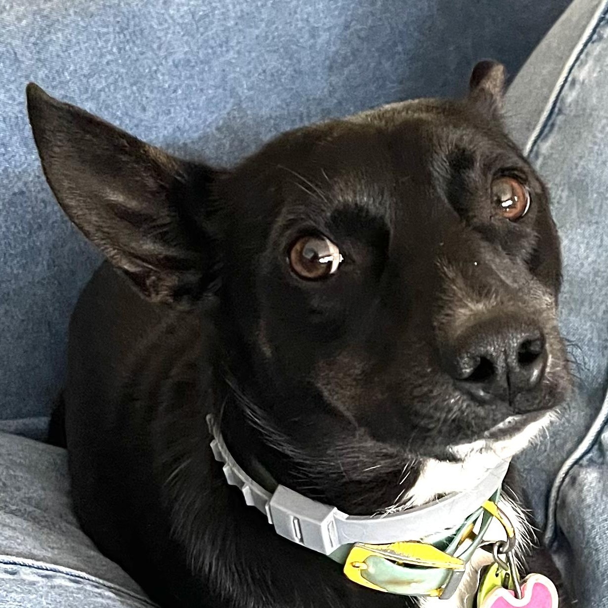 Enlarge Stella, a Adopted mixed breed in Cincinnati, OH image 3/6