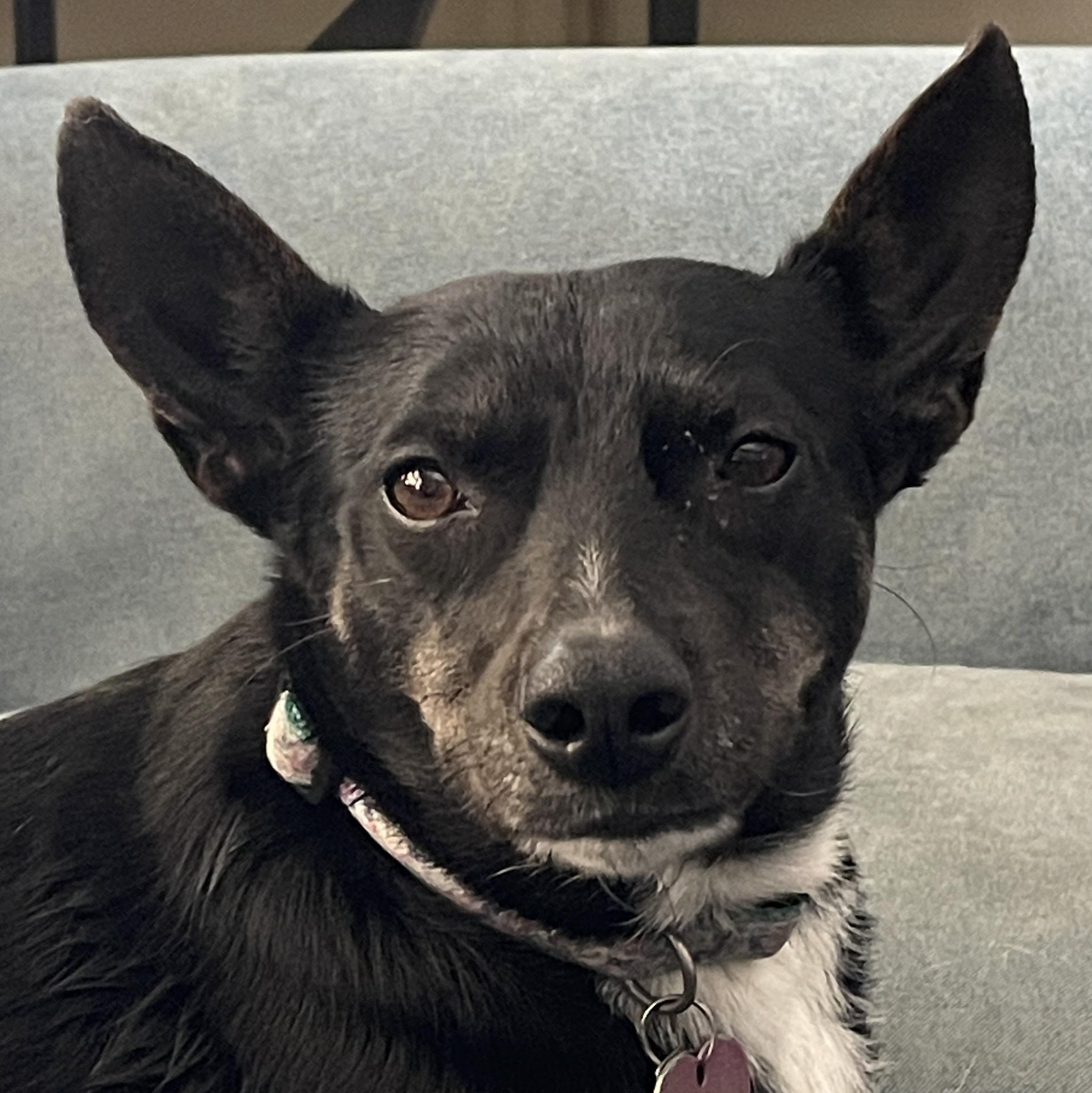 Enlarge Stella, a Adopted mixed breed in Cincinnati, OH image 2/6