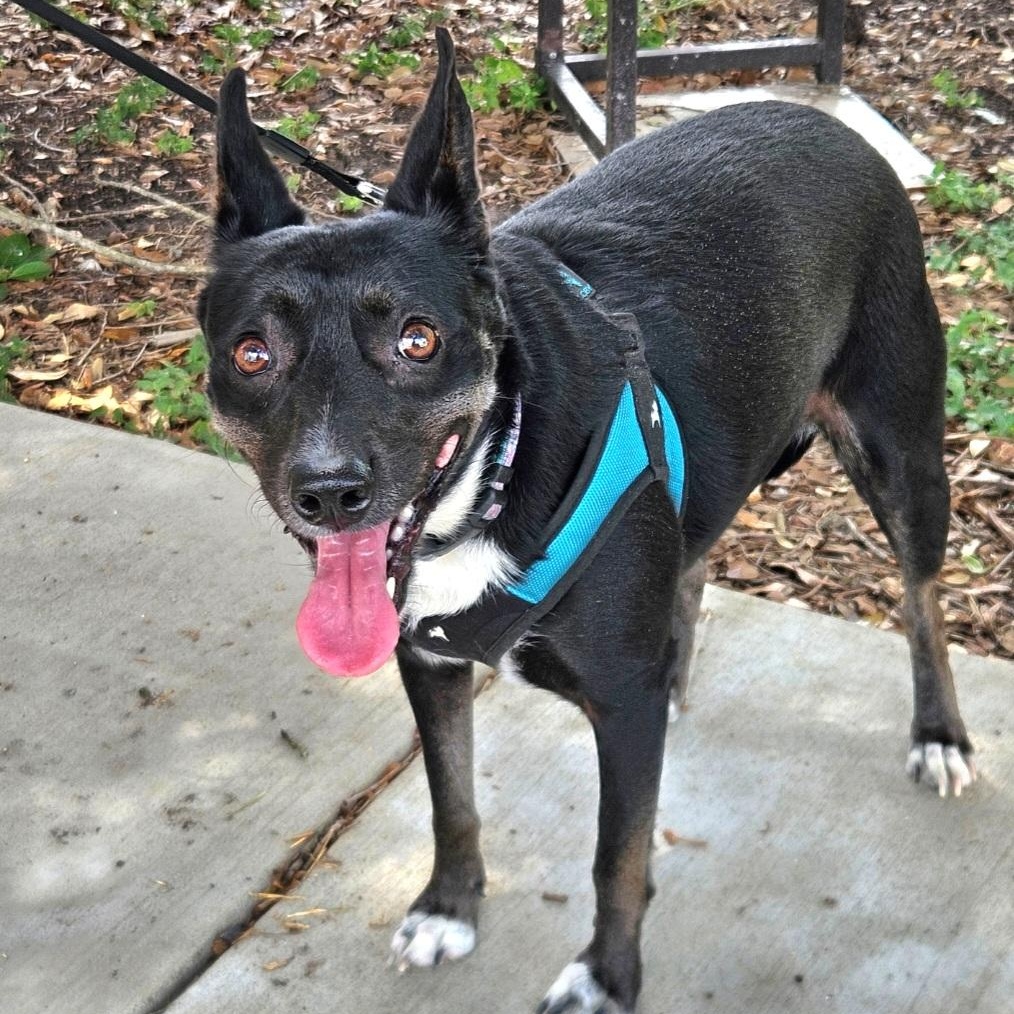 Enlarge Stella, a Adopted mixed breed in Cincinnati, OH image 4/6
