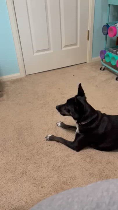 Enlarge Stella, a Adopted mixed breed in Cincinnati, OH video 5/6