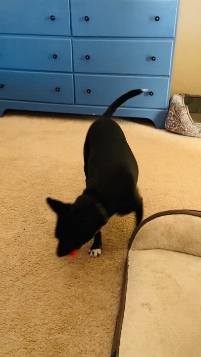 Enlarge Stella, a Adopted mixed breed in Cincinnati, OH video 6/6