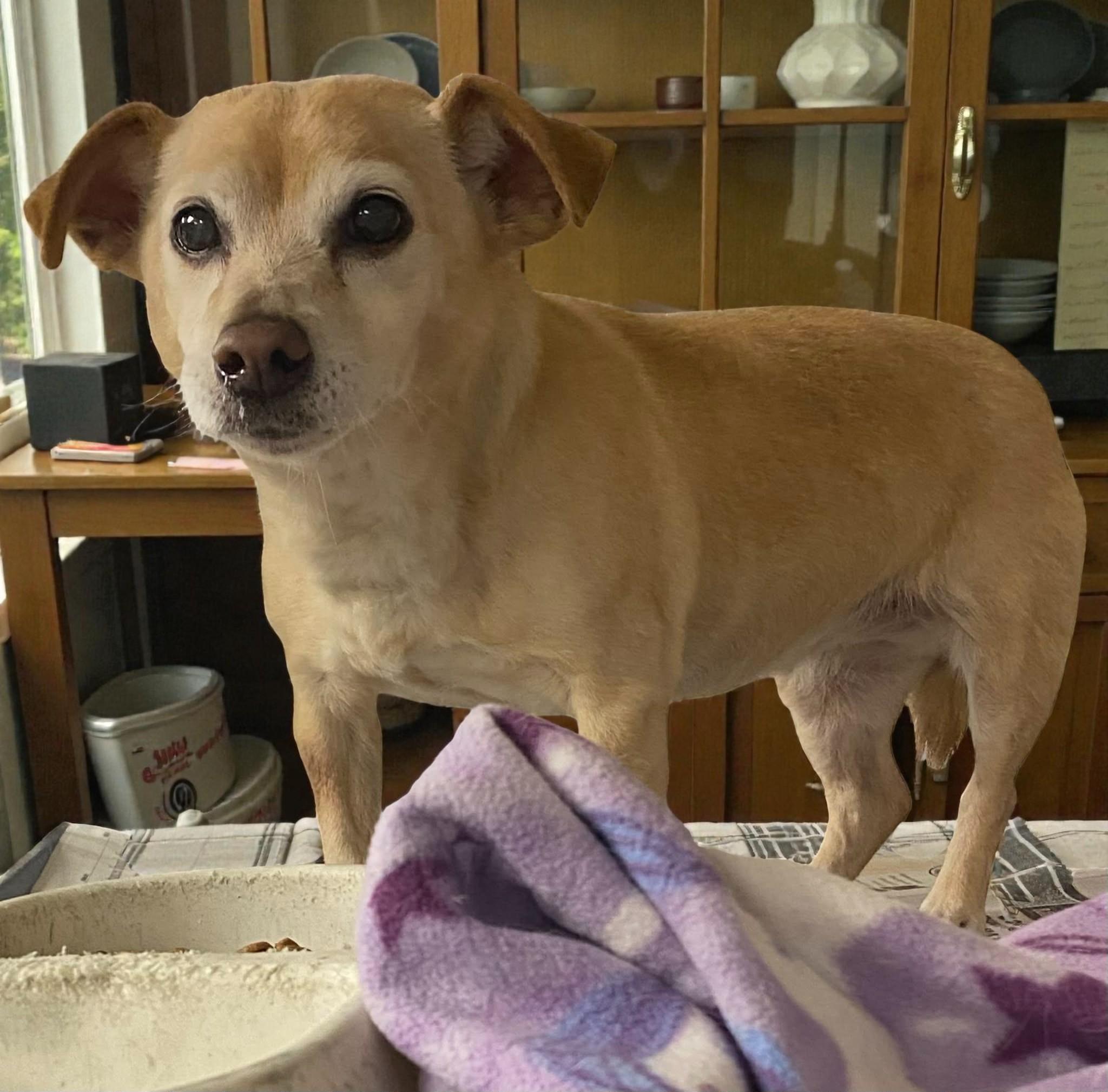 Bella — thumbnail 2