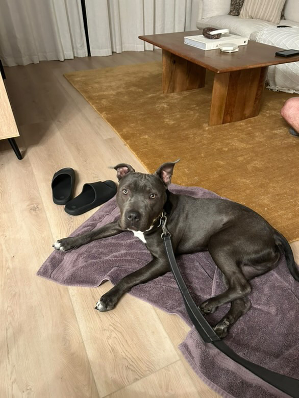 Enlarge Kash, a Adoptable Pit Bull Terrier in Claremont, CA image 1/5