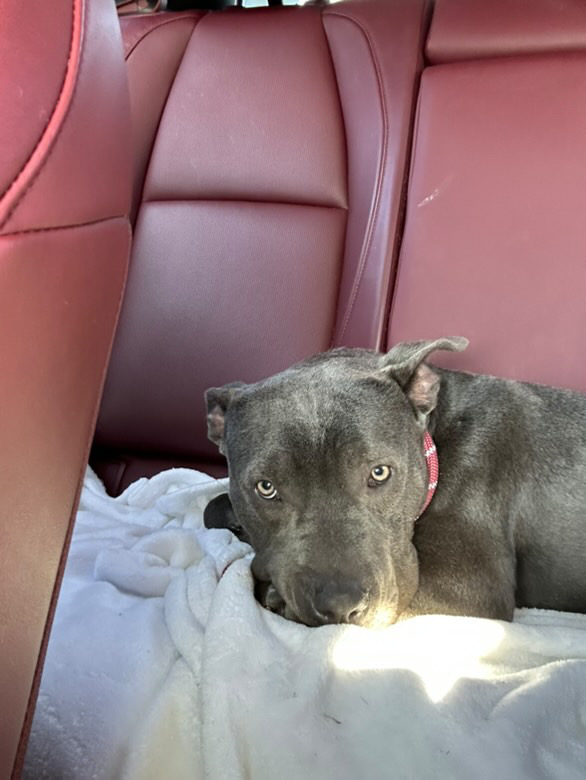 Enlarge Kash, a Adoptable Pit Bull Terrier in Claremont, CA image 2/5