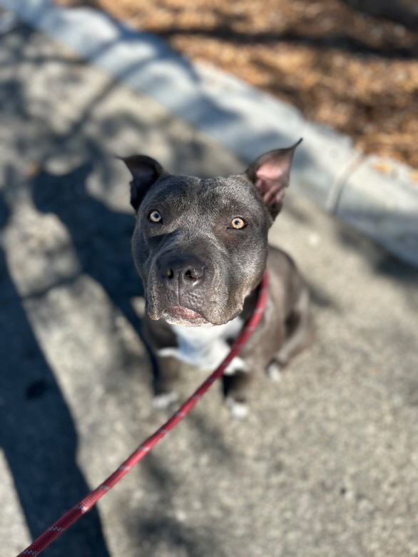 Enlarge Kash, a Adoptable Pit Bull Terrier in Claremont, CA image 3/5
