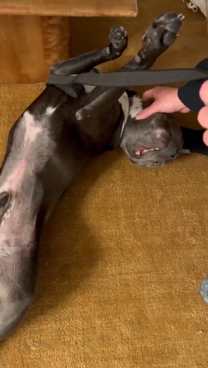 Enlarge Kash, a Adoptable Pit Bull Terrier in Claremont, CA video 4/5