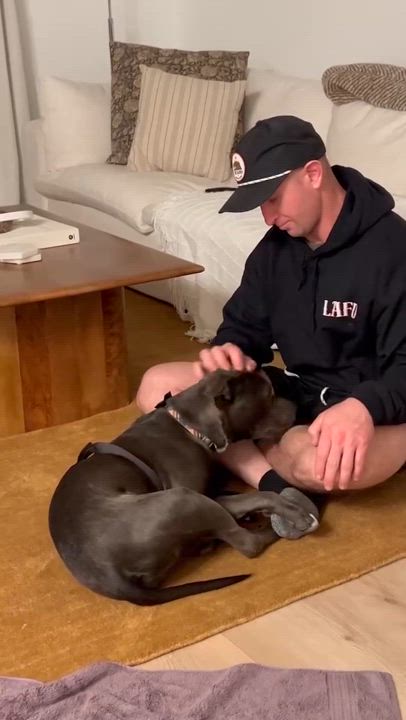 Enlarge Kash, a Adoptable Pit Bull Terrier in Claremont, CA video 5/5