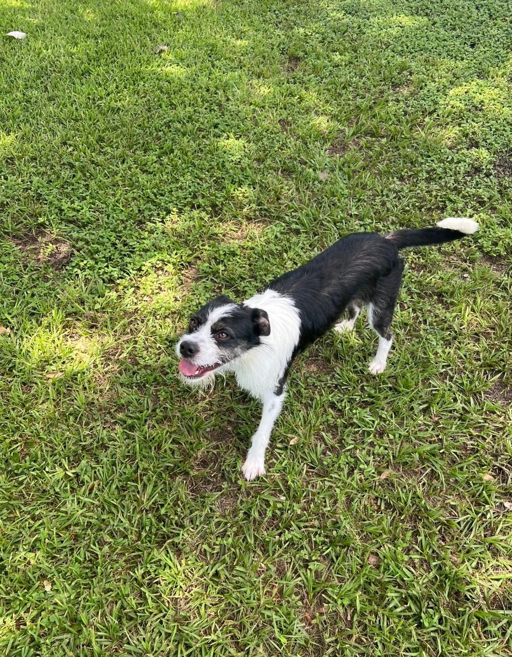 Rico, ADOPTABLE, Adult Male Terrier.