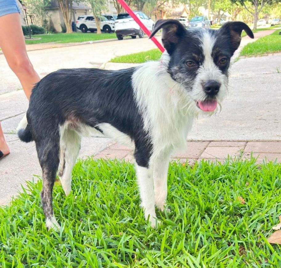 Rico, ADOPTABLE, Adult Male Terrier.