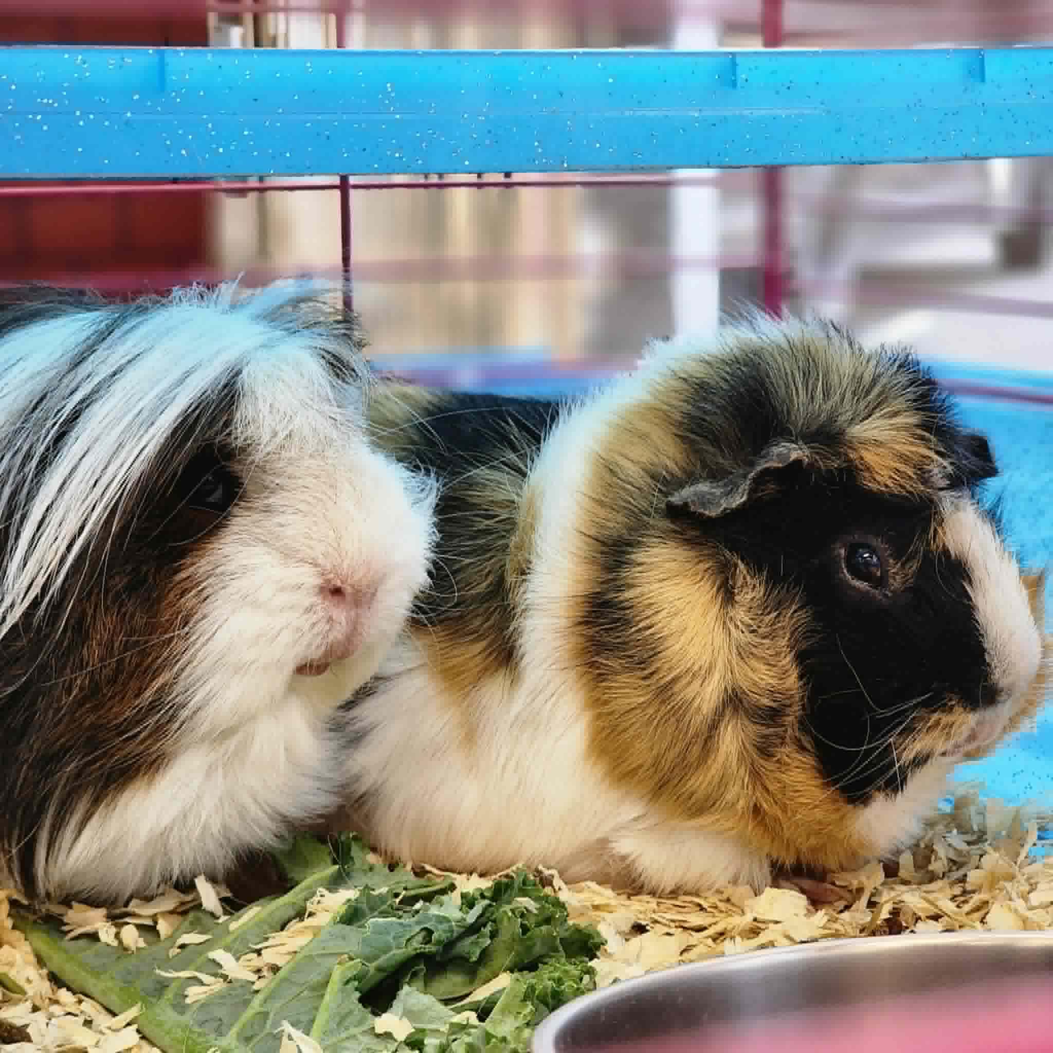 Pi and Pip, ADOPTABLE, Adult Male Guinea Pig.