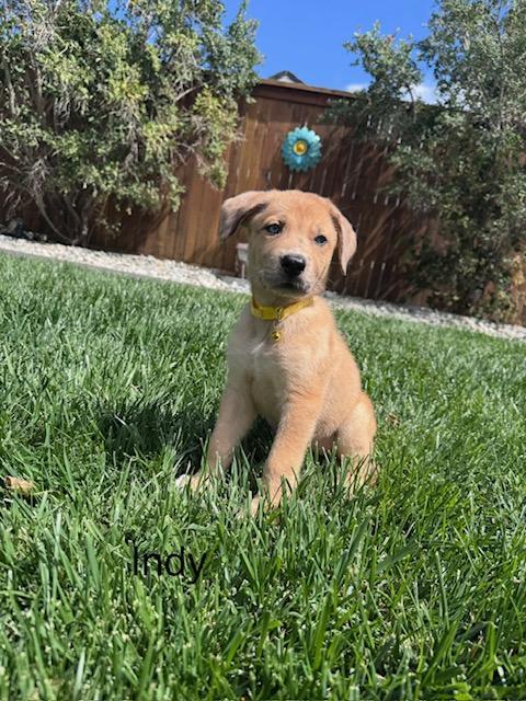 Enlarge Indy, a Adoptable mixed breed in Littleton, CO image 2/5