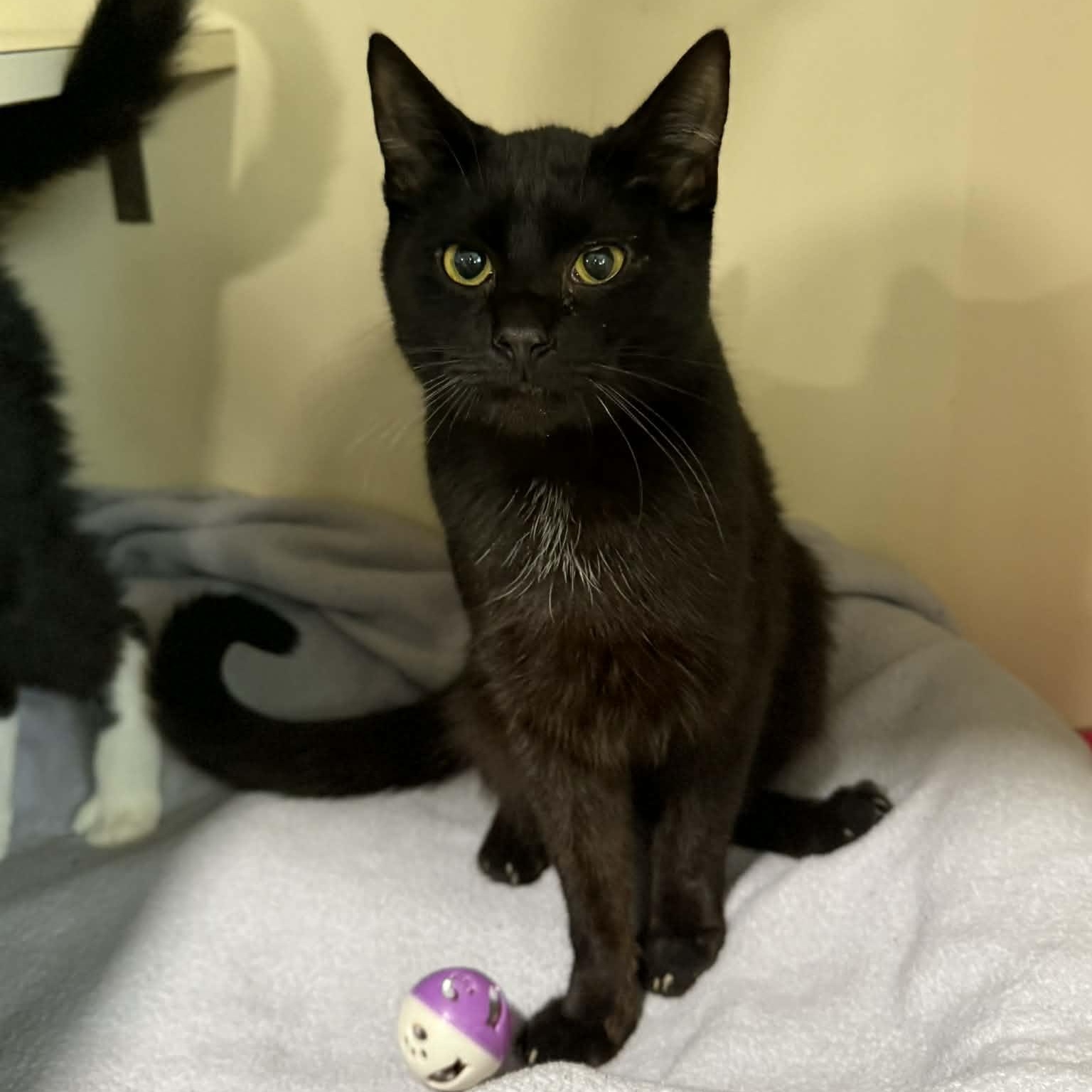 Enlarge Dasher, a ADOPTABLE mixed breed in Penn Yan, NY image 4/5