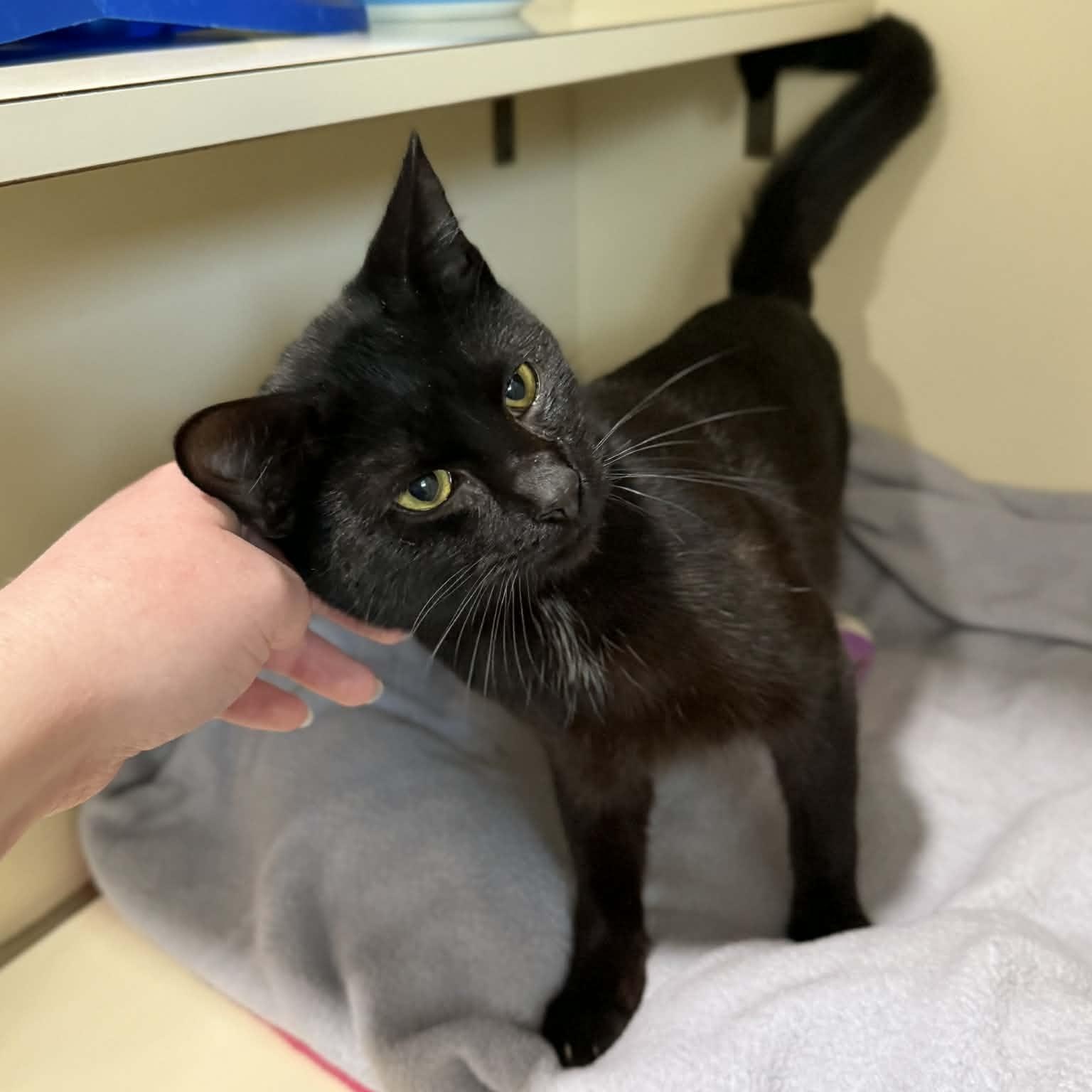 Enlarge Dasher, a ADOPTABLE mixed breed in Penn Yan, NY image 3/5