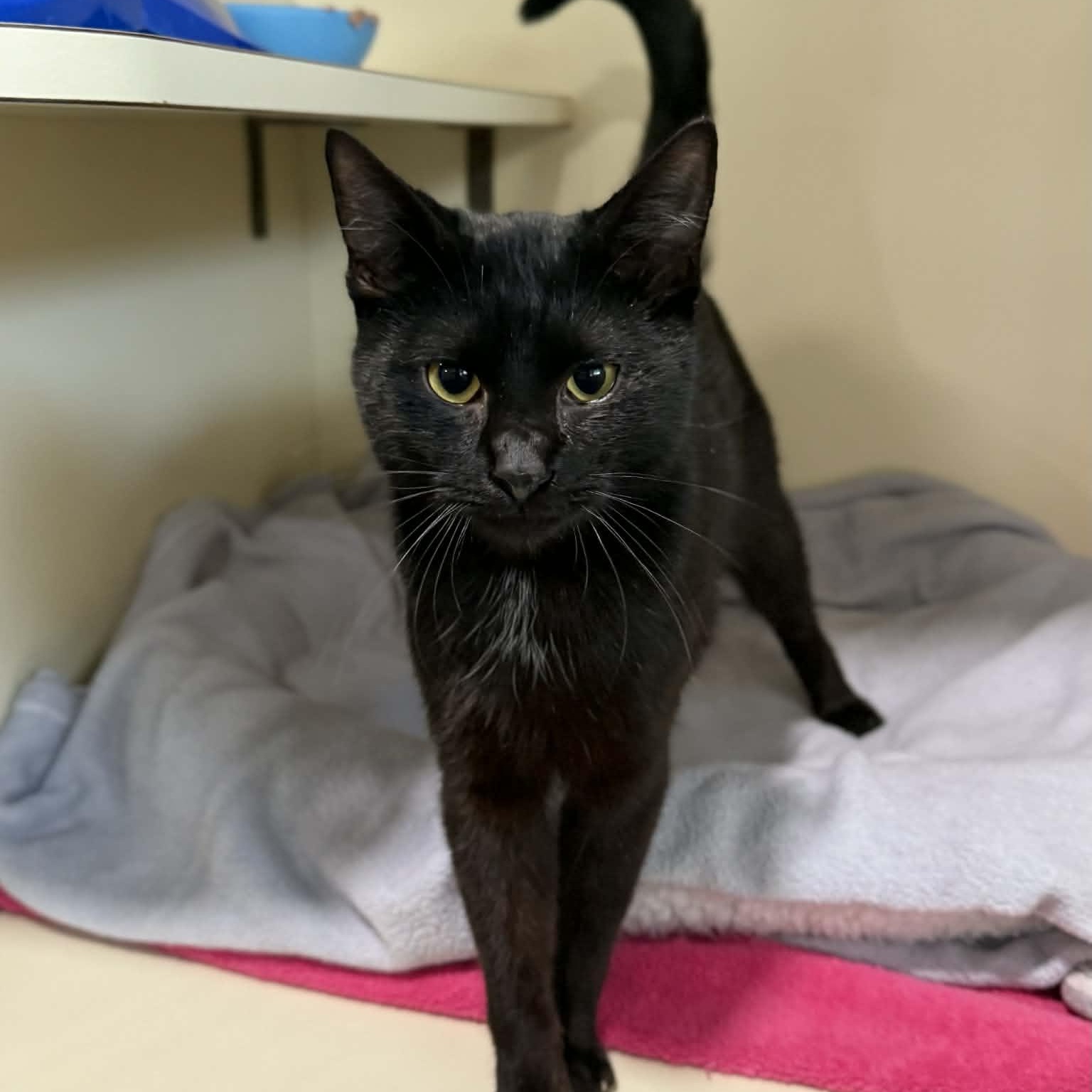 Enlarge Dasher, a ADOPTABLE mixed breed in Penn Yan, NY image 5/5