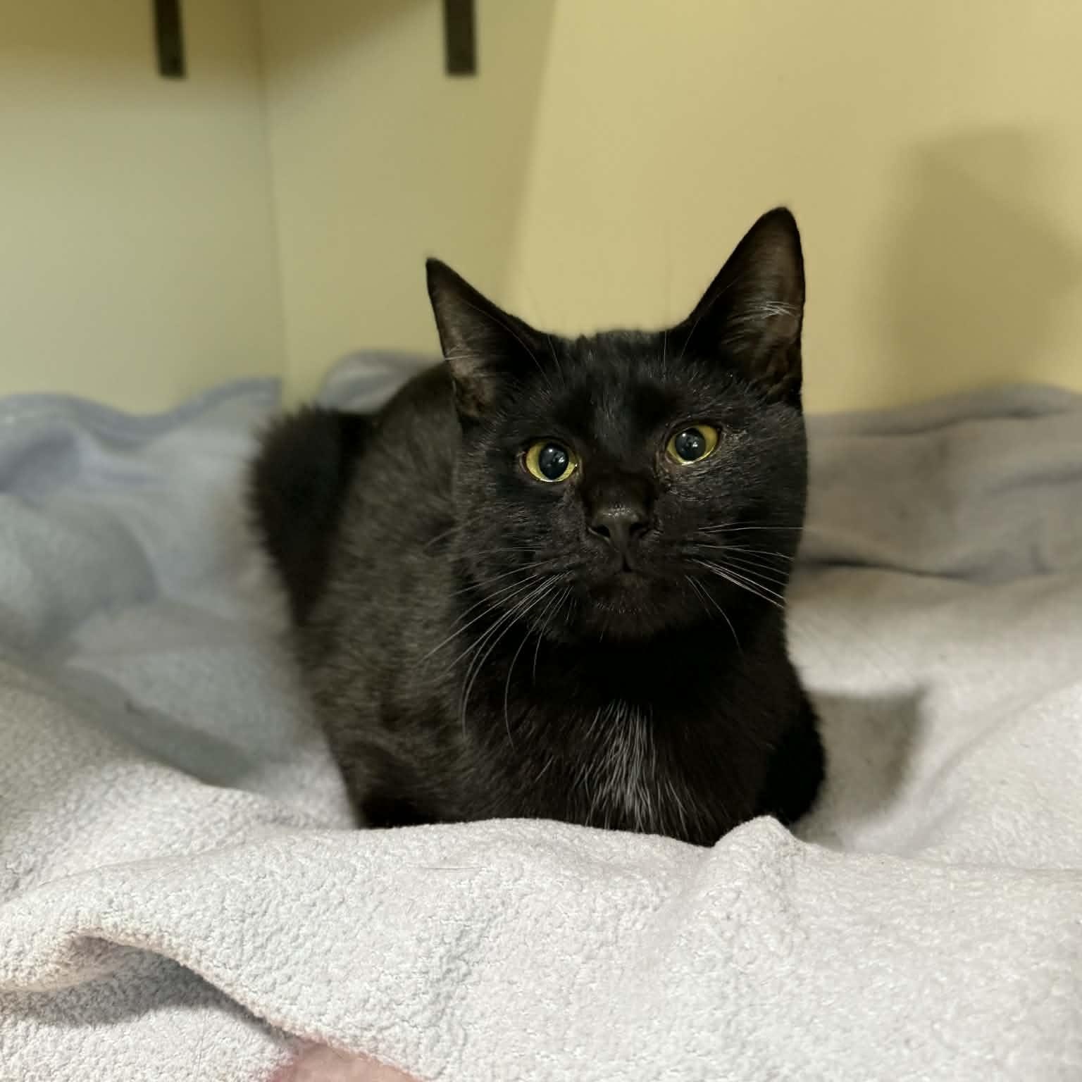 Enlarge Dasher, a ADOPTABLE mixed breed in Penn Yan, NY image 2/5