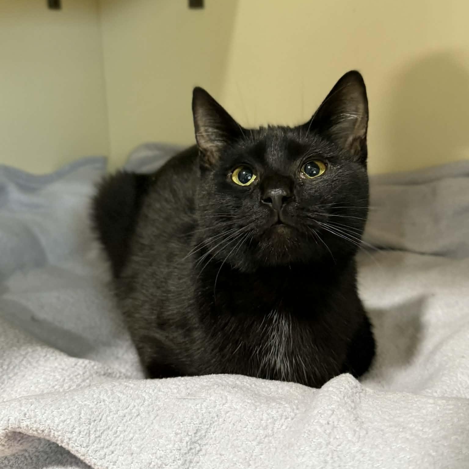 Dasher, ADOPTABLE, Kitten Male Domestic Short Hair.