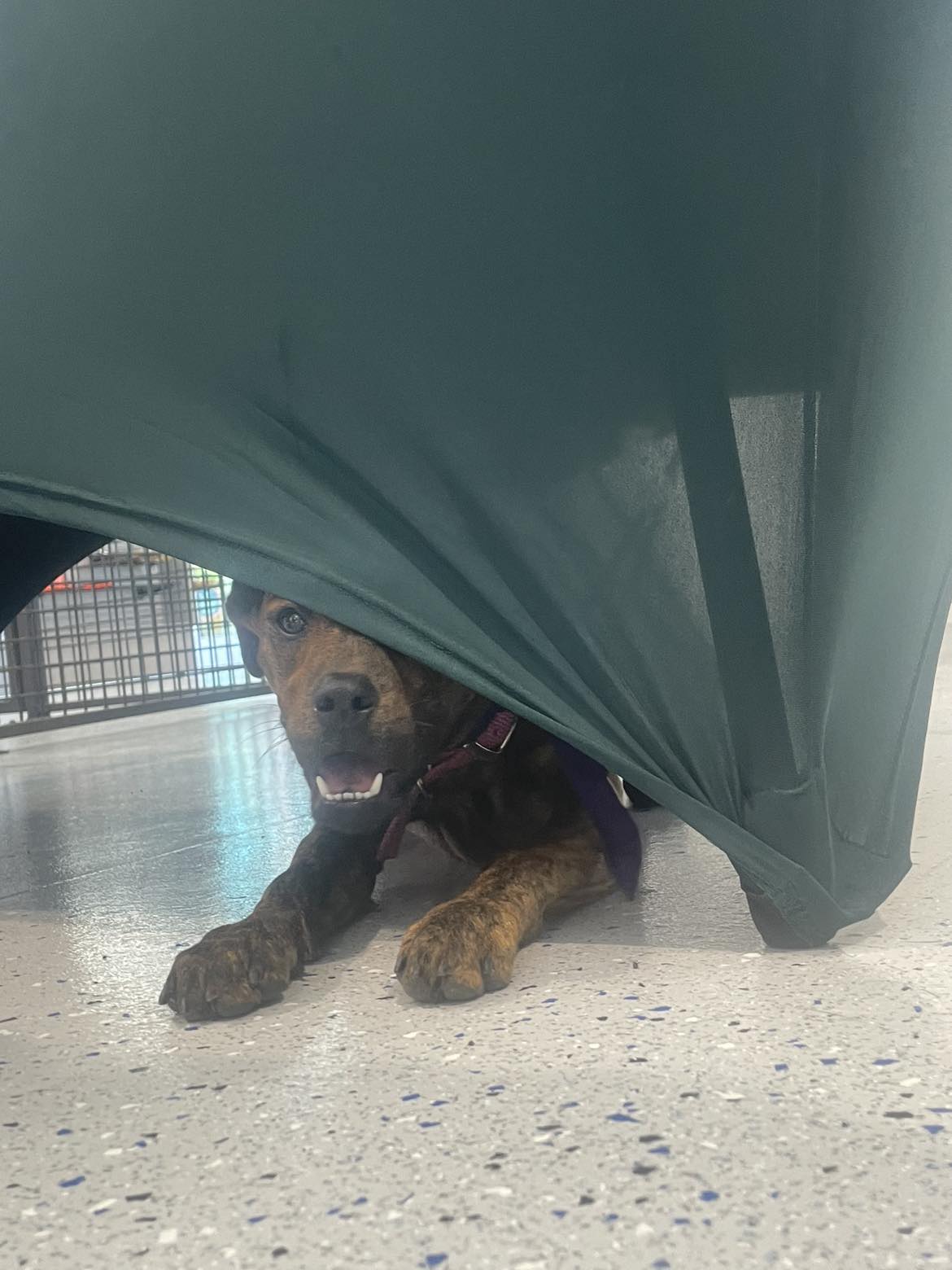 Rosie, a Adoptable mixed breed in Warr Acres, OK image 3/5