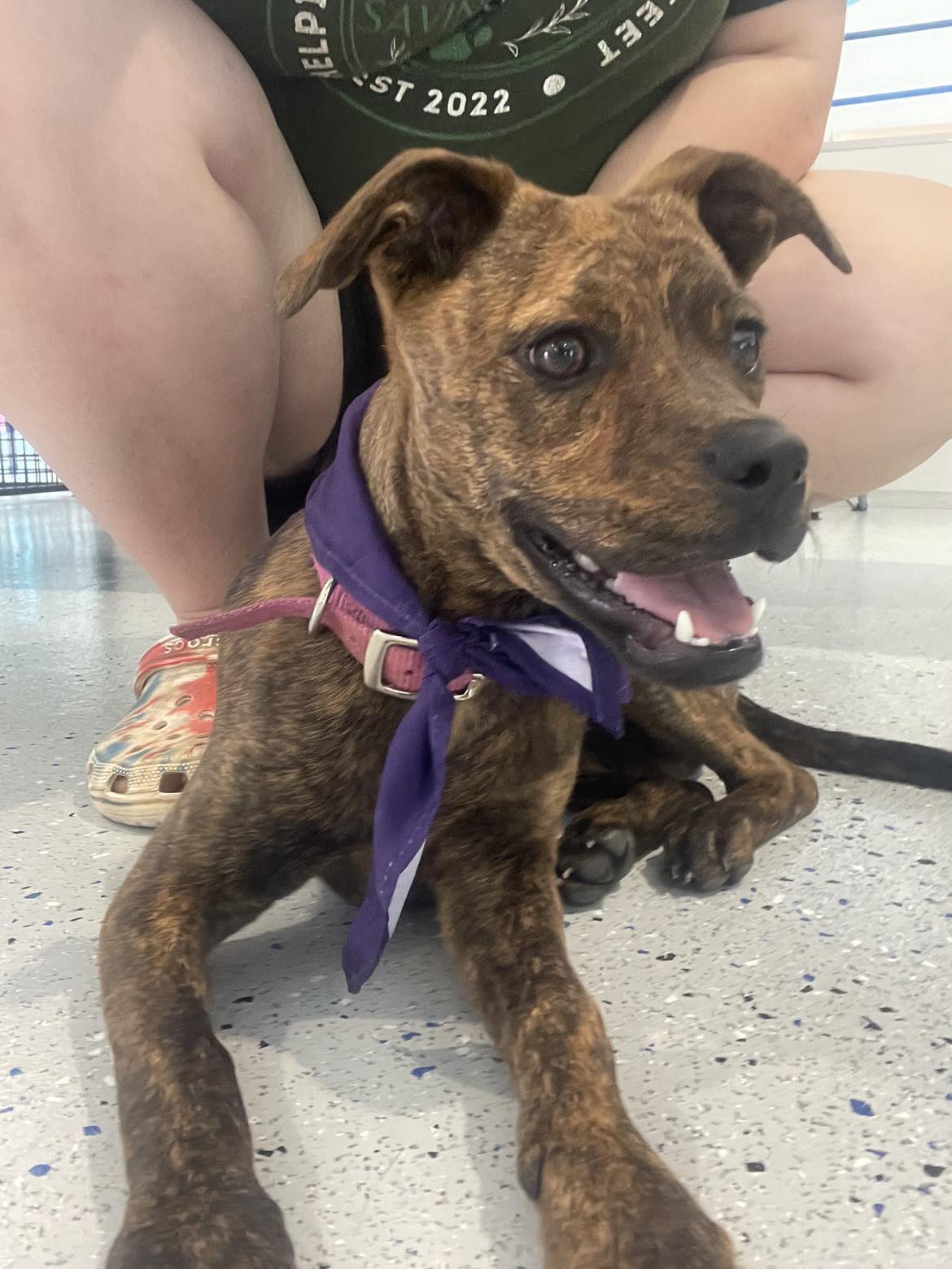 Rosie, Adoptable, Young Female Catahoula Leopard Dog.