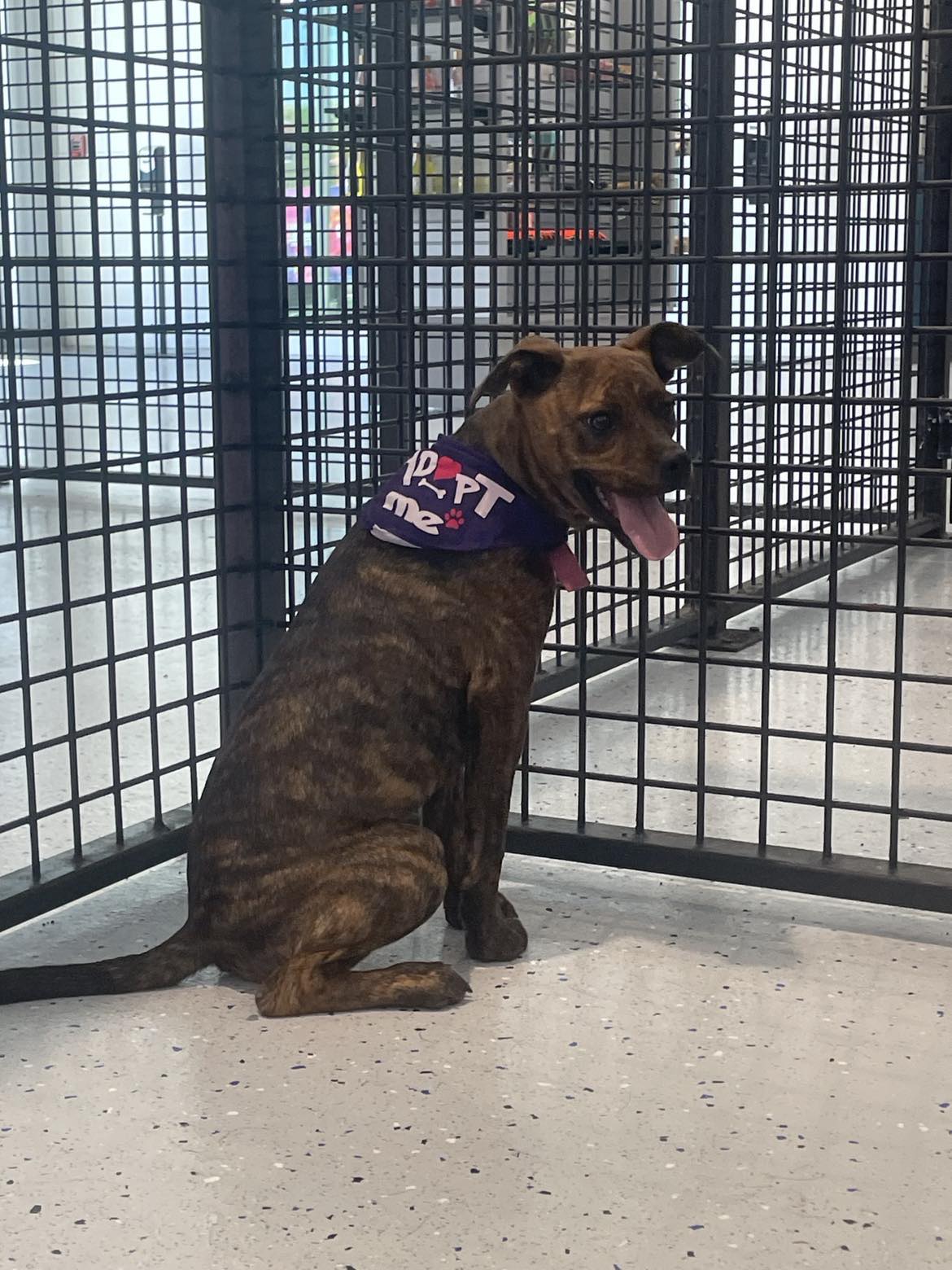 Rosie, a Adoptable mixed breed in Warr Acres, OK image 5/5