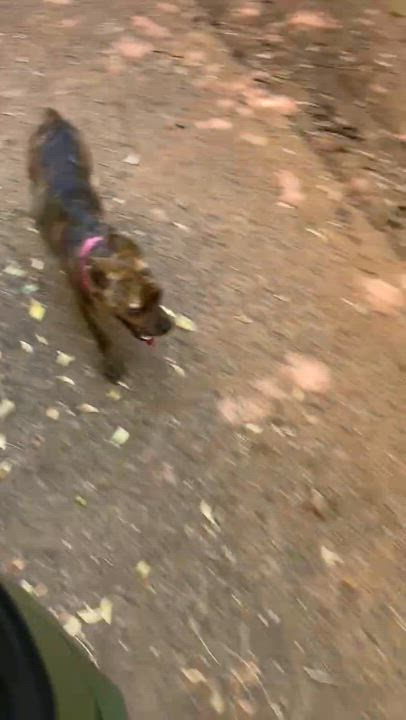 Enlarge Rosie, a Adoptable mixed breed in Warr Acres, OK video 4/5